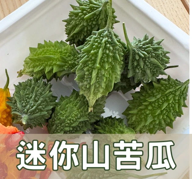 迷你山苦瓜種子「農友1331」Balsam Pear
