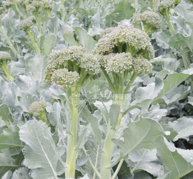 盛川青花筍種子(側芽用)F1