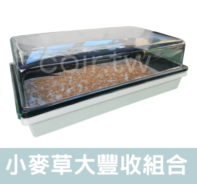 貓草大豐收水培組合 小麥草悶箱