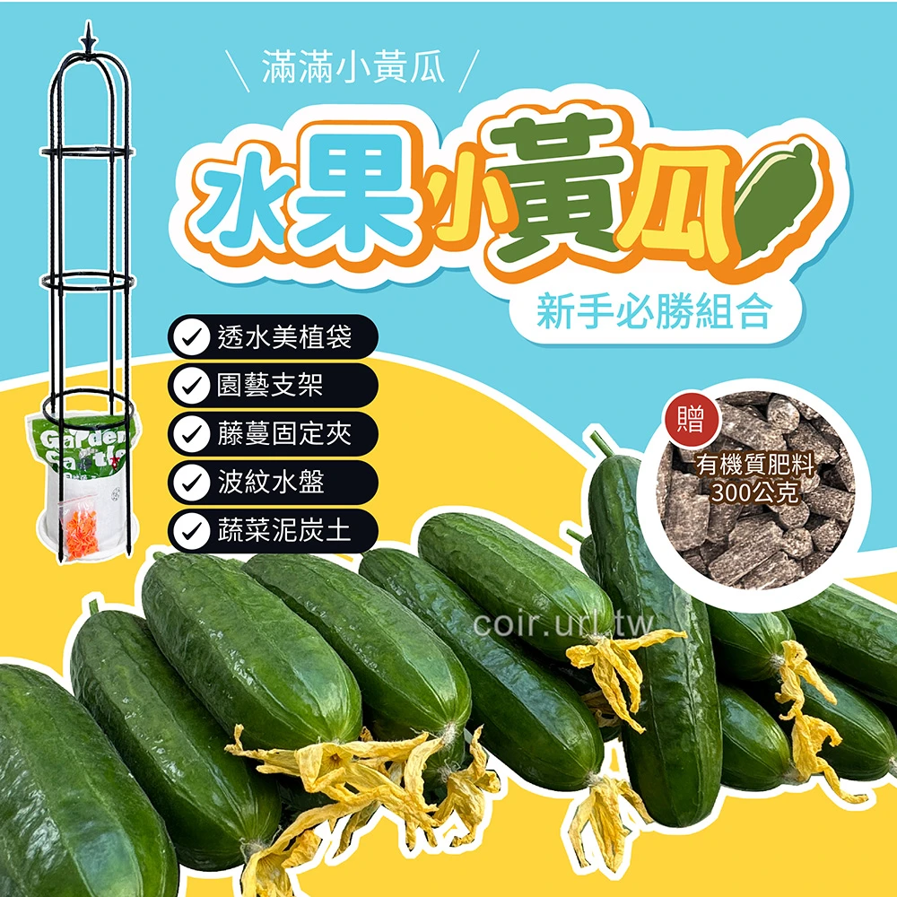水果小黃瓜栽培必勝組合