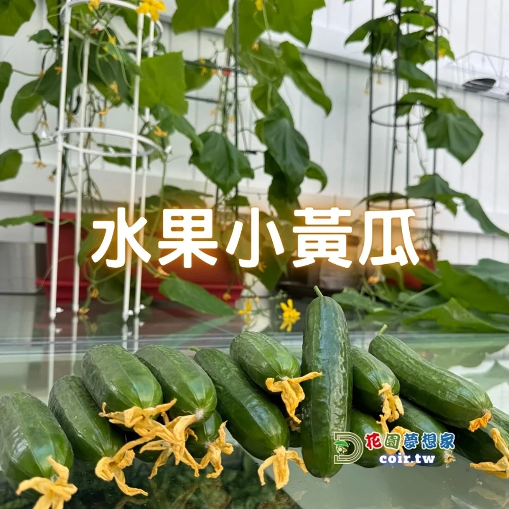 水果小黃瓜栽培必勝組合