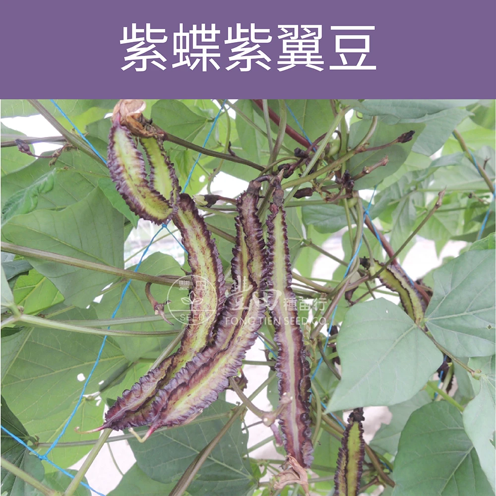 紫蝶紫翼豆種子 紅四角豆 Four Angled Bean