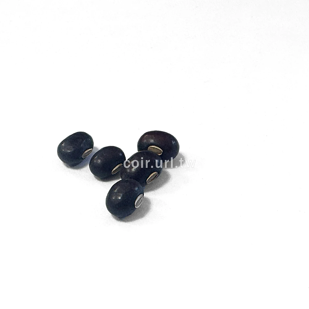 紫蝶紫翼豆種子 紅四角豆 Four Angled Bean