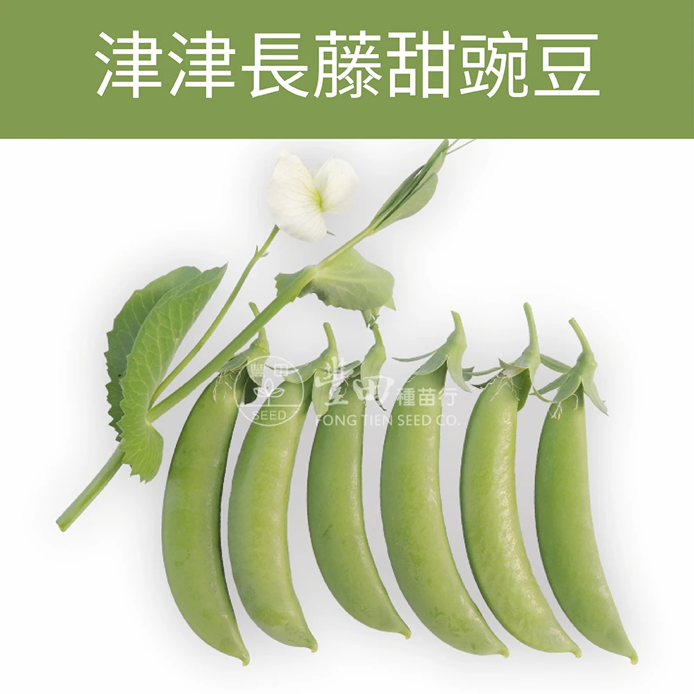 津津長藤甜豌豆種子 sugar snap peas
