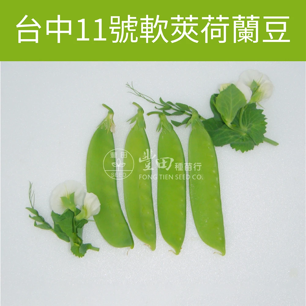 台中11號軟莢荷蘭豆豌豆(白花早生品種) snow pea