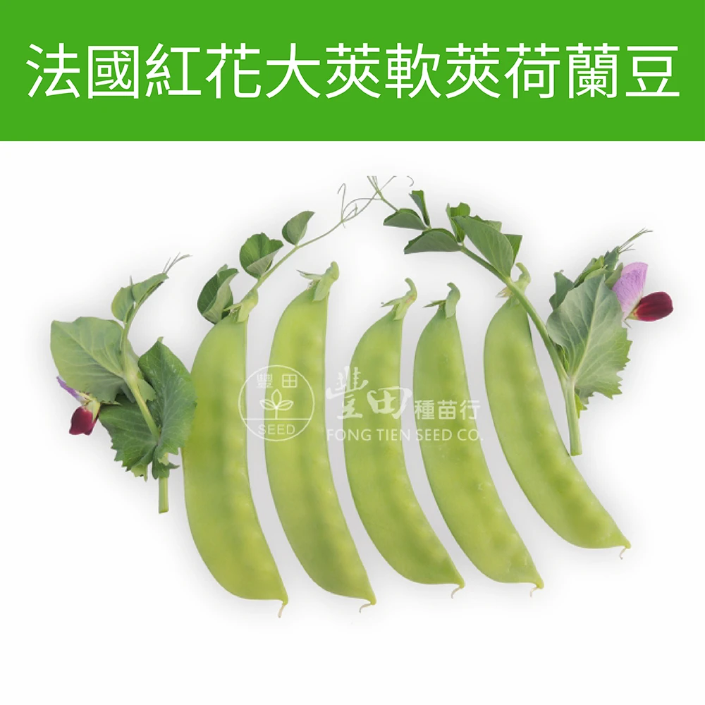 法國紅花大莢軟莢荷蘭豆豌豆 snow pea