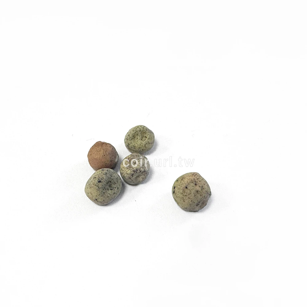 法國紅花大莢軟莢荷蘭豆豌豆 snow pea