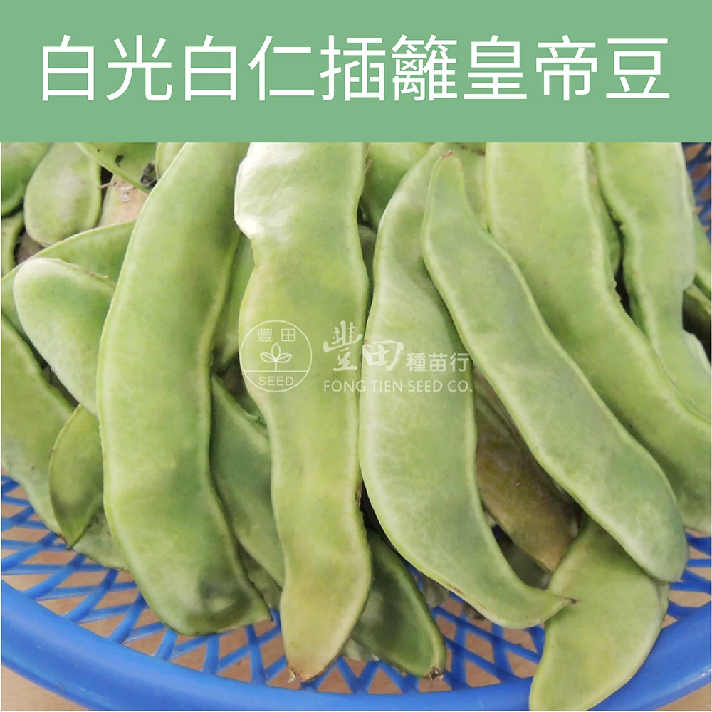 白光白仁插籬皇帝豆 萊豆 Lima bean