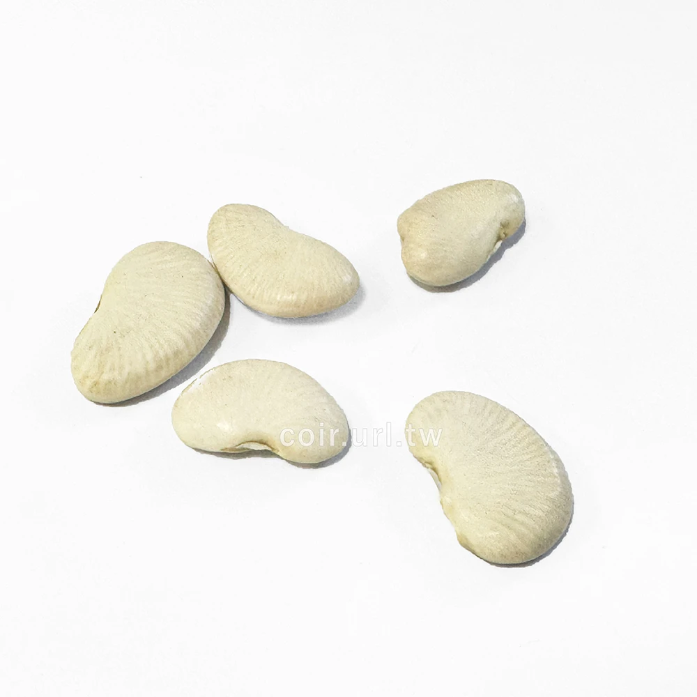 白光白仁插籬皇帝豆 萊豆 Lima bean