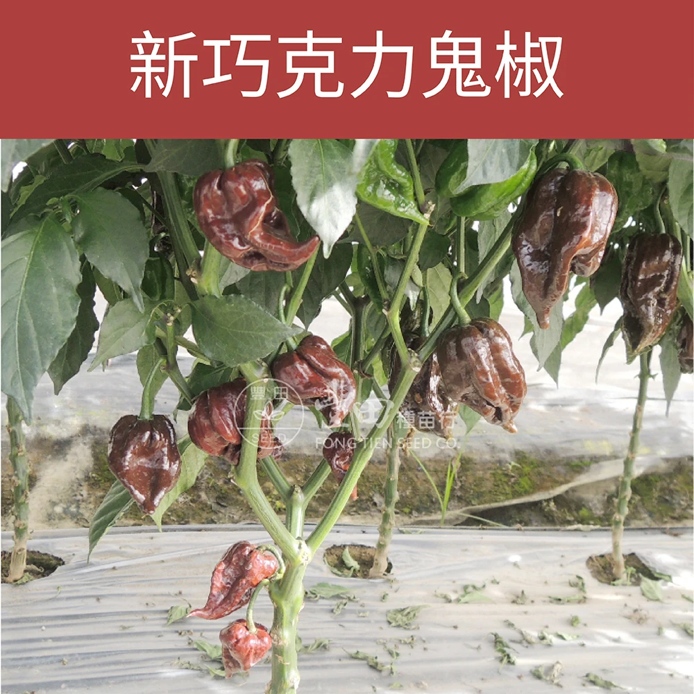 新巧克力鬼椒種子~100萬度(極辣) Ghost Pepper