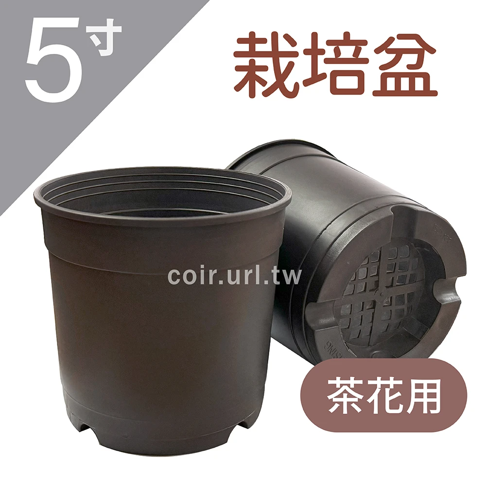 5寸(15cm)茶花用栽培盆