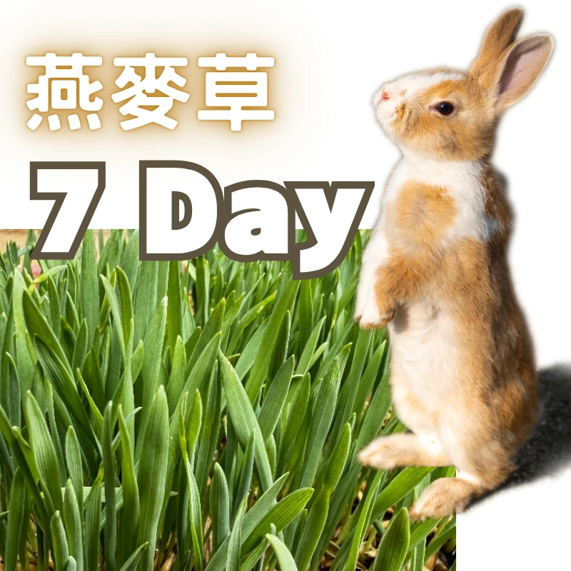 澳洲燕麥草種子 兔子草 甜燕麥