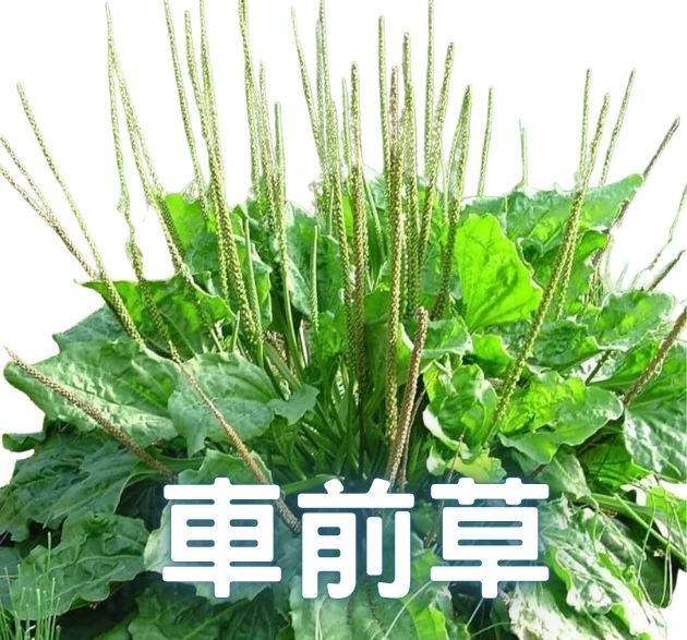 台灣車前草種子 大葉五斤草 陸龜食草植物