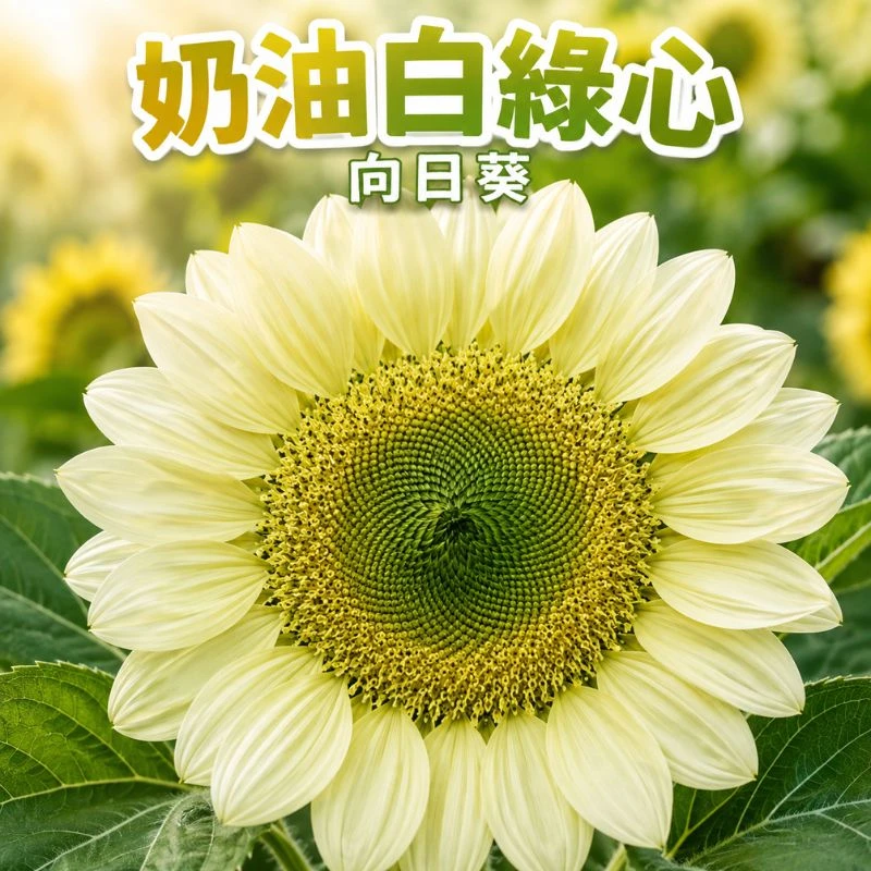 向日葵種子 奶油白綠心 Sunflower