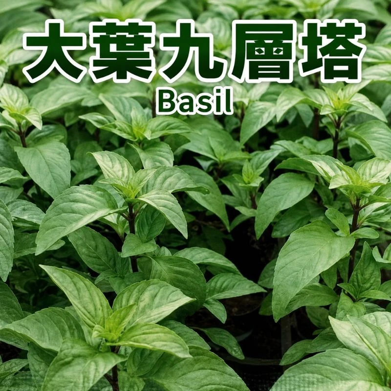 大葉九層塔種子 KY-Basil