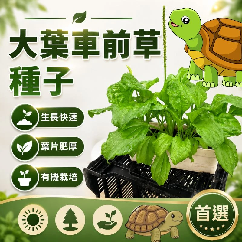 台灣車前草種子 大葉五斤草 陸龜食草植物