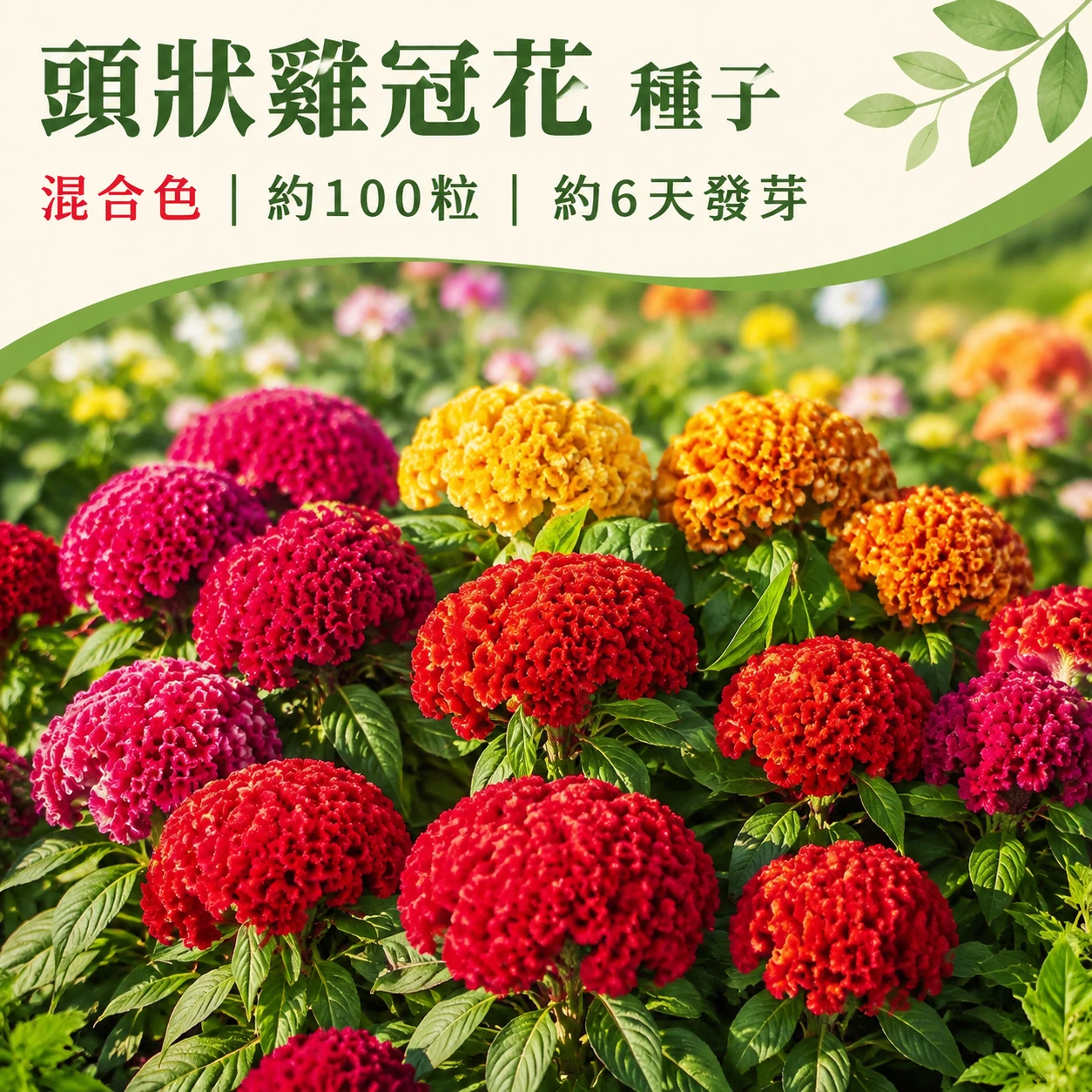 頭狀雞冠花~混合色~Cockscomb