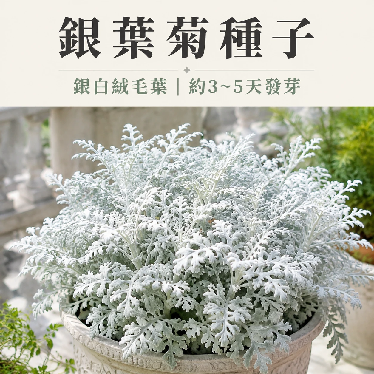 銀葉菊種子 Dusty Miller 白艾