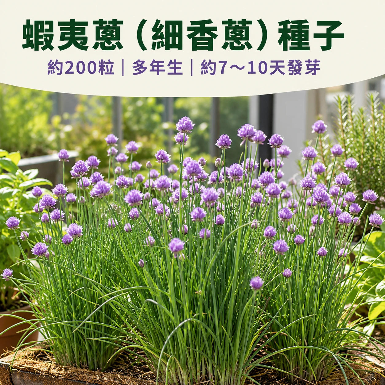 蝦夷蔥(細香蔥)~Chives
