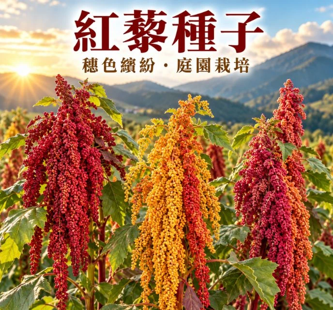 紅藜種子(混合色) Red Quinoa
