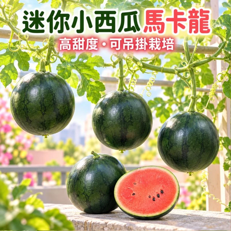 迷你小西瓜種子「馬卡龍-高甜度」可吊掛栽培 miniWatermelon