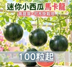 迷你小西瓜種子「馬卡龍-高甜度」可吊掛栽培 miniWatermelon