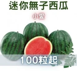 迷你無子西瓜種子「小愛小西瓜」miniWatermelon