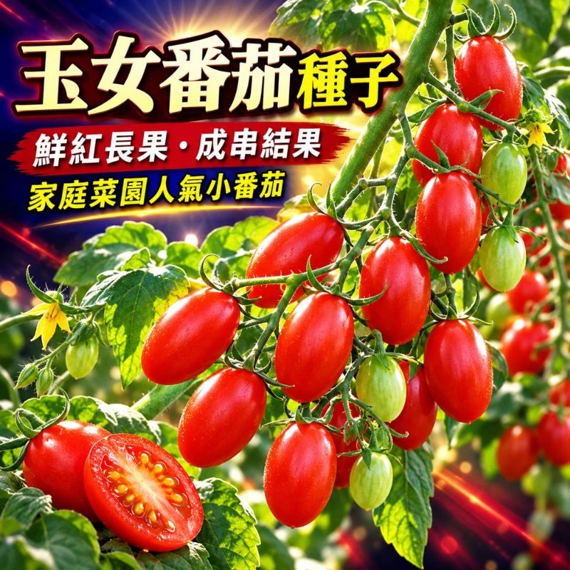 小番茄(玉女)種子~Mini tomato 薄皮高甜度 玉女小蕃茄