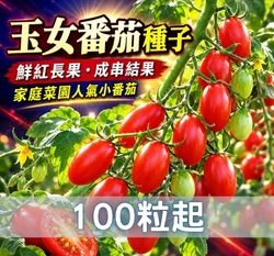 小番茄(玉女)種子~Mini tomato 薄皮高甜度 玉女小蕃茄