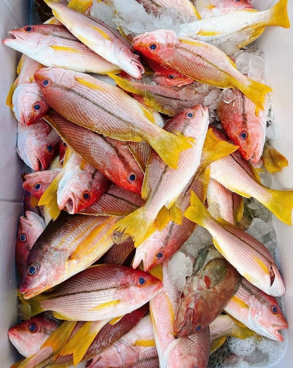 野生赤筆魚