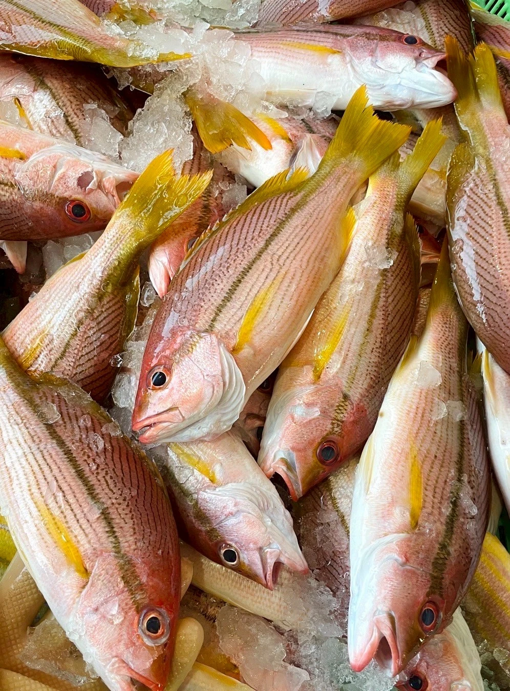 野生赤筆魚