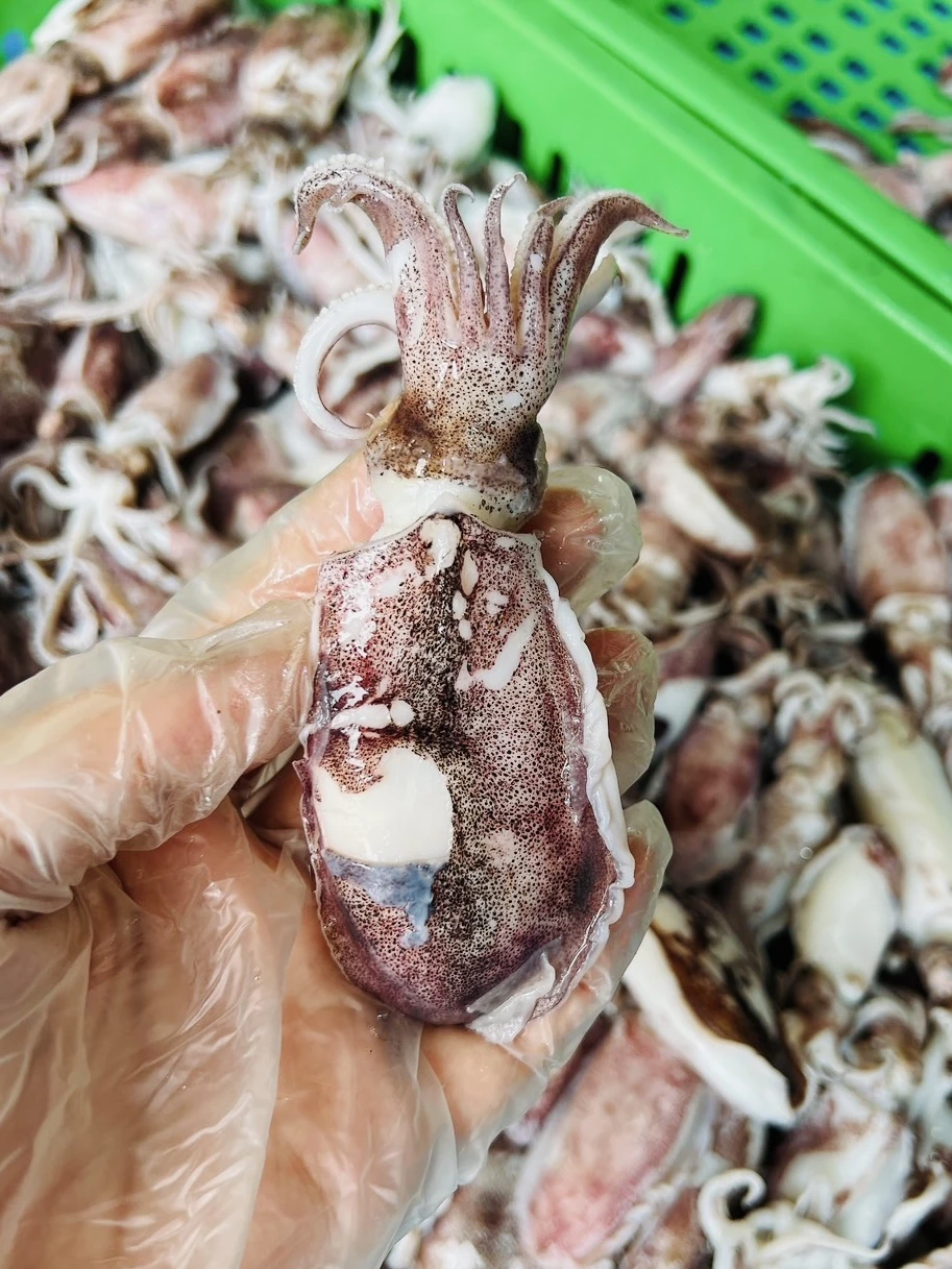 澎湖熟小軟絲