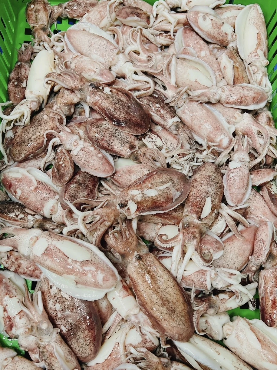 澎湖熟小軟絲