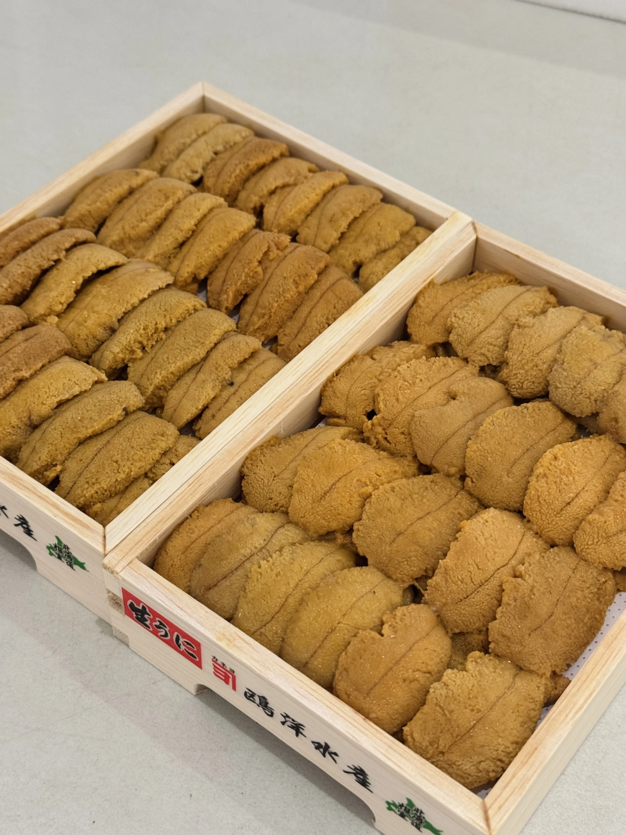 白上海膽 240g (排列款）