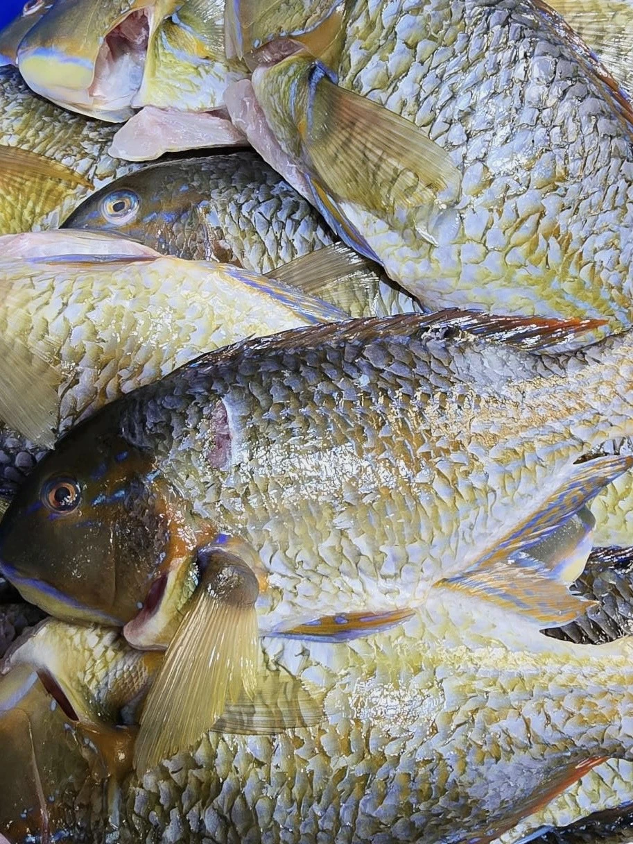 澎湖綠石老