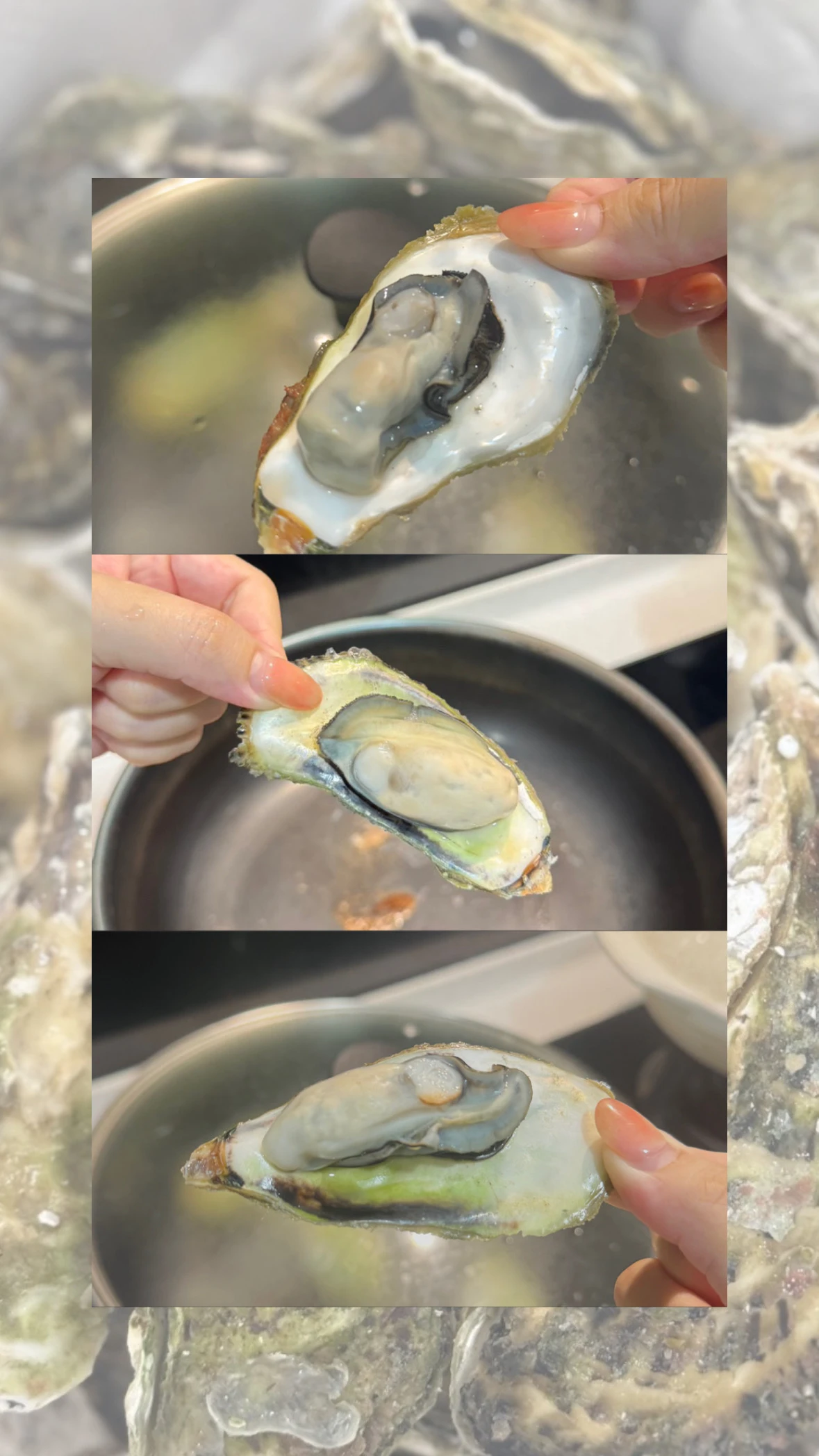 白淨砂灘の洗澡牡蠣