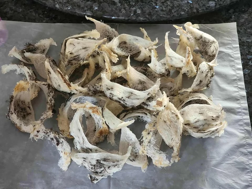 燕窩不是殘忍取巢，燕子離巢後採摘循環再利用，天然的保養品，不用合成不用萃取。