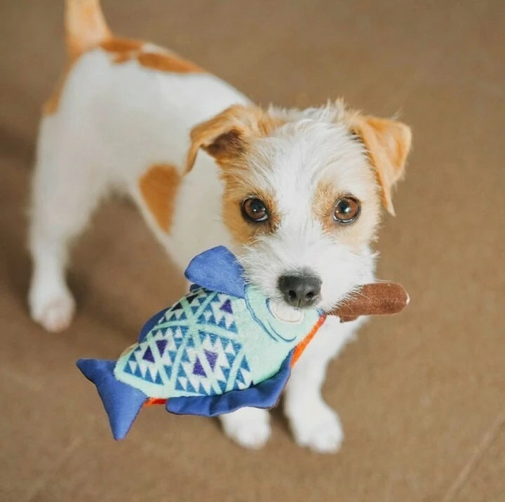 Bailey 露營系列－烤魚