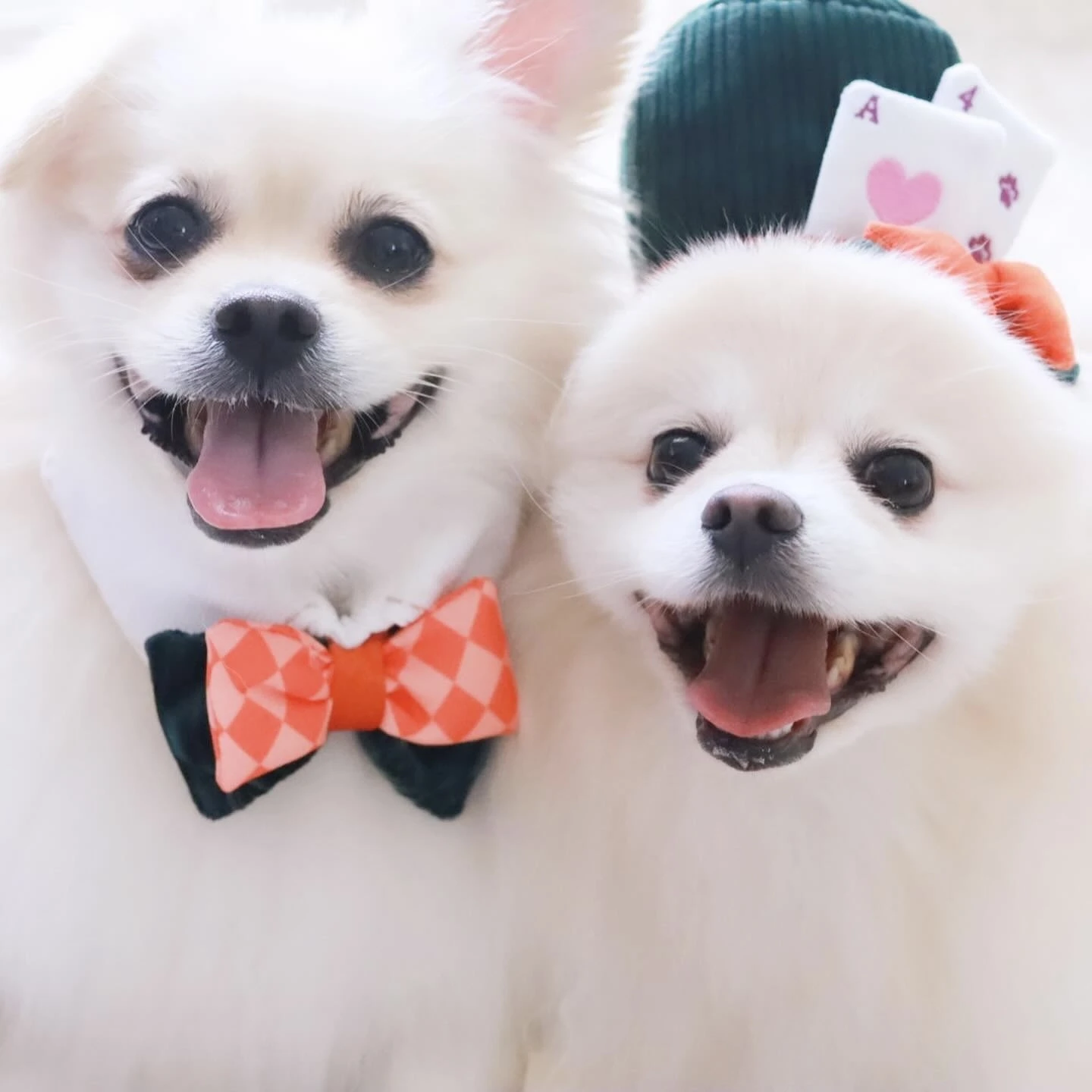 Bailey 魔術秀系列－領結