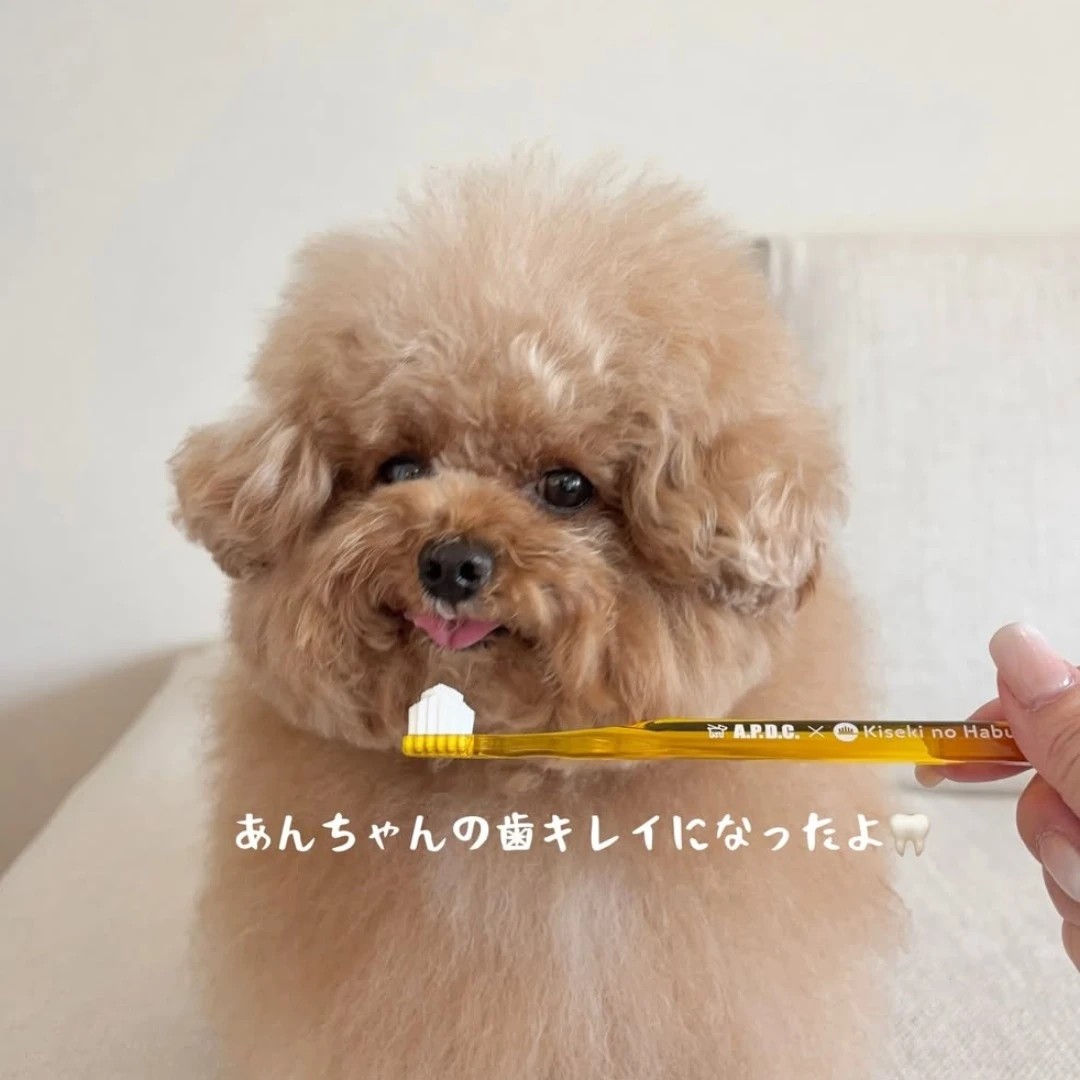 A.P.D.C. 奇蹟牙刷【小型犬專用】