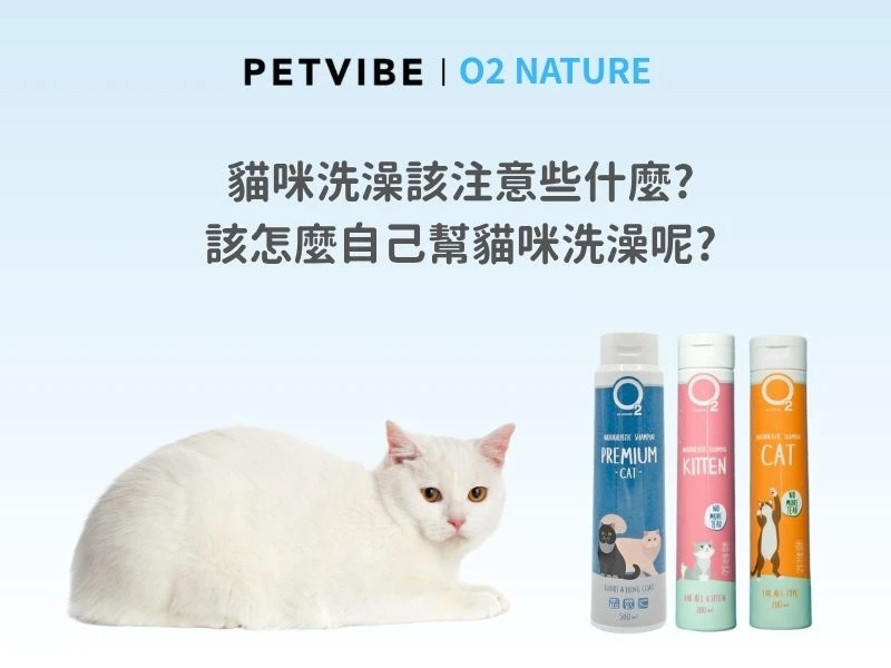 貓咪洗毛精怎麼挑？洗澡注意事項＆O2NATURE天然配方指南