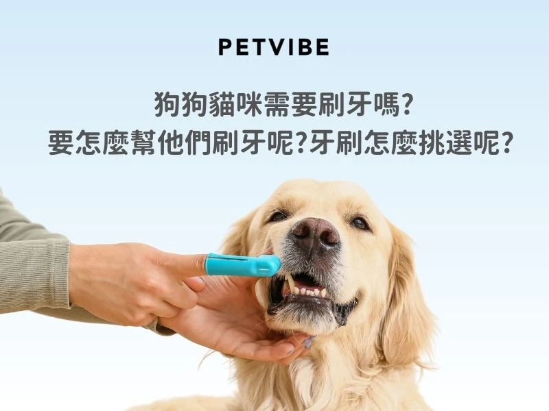狗狗貓咪需要刷牙嗎?要怎麼幫他們刷牙呢?牙刷怎麼挑選呢?