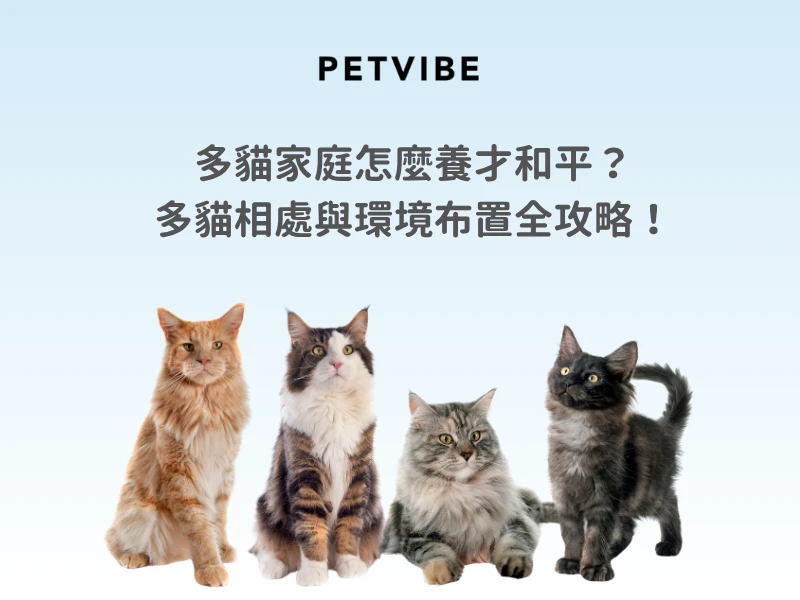 多貓家庭怎麼養才和平？多貓相處與環境布置全攻略！