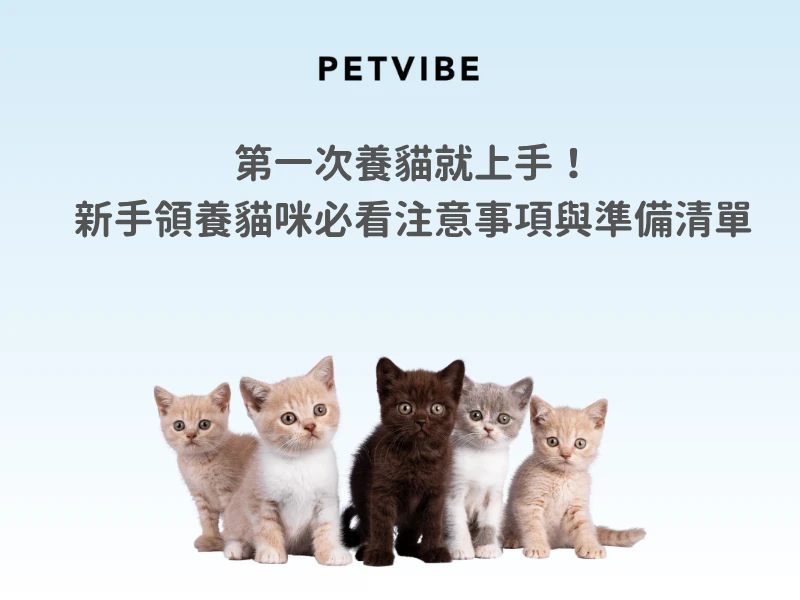第一次養貓就上手！新手領養貓咪必看注意事項與準備清單
