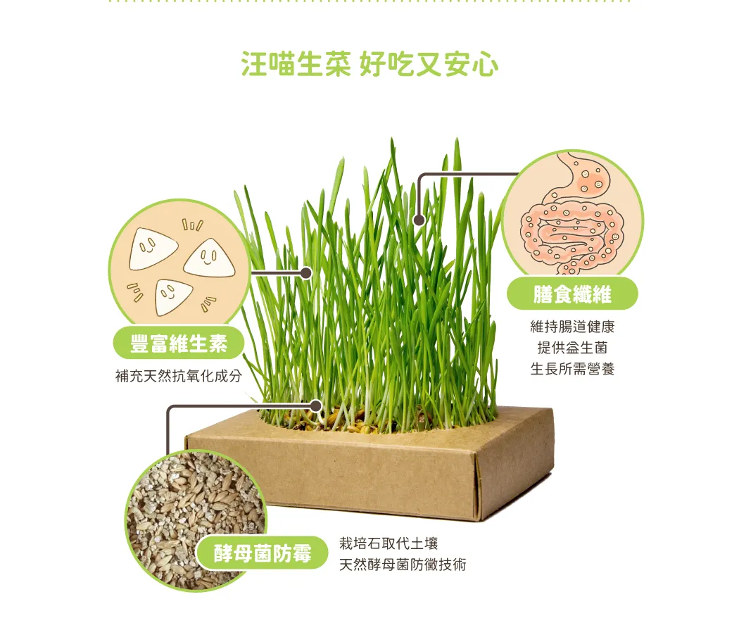 汪喵生菜栽培盒