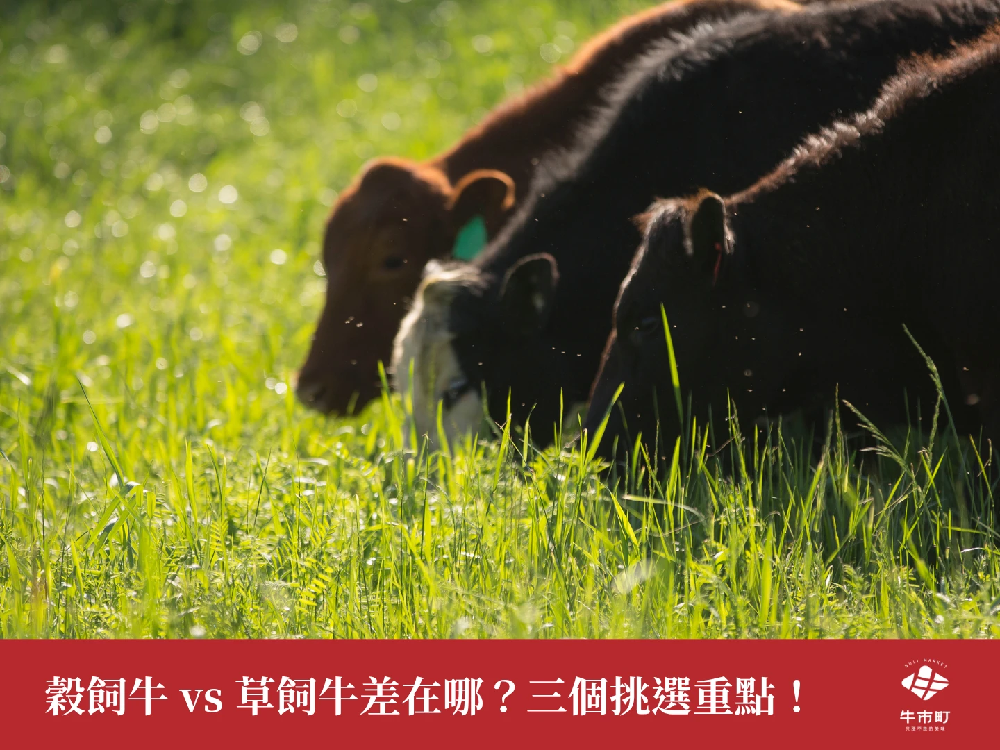 穀飼牛 vs 草飼牛差在哪？口感、油花與挑選重點一次看懂！