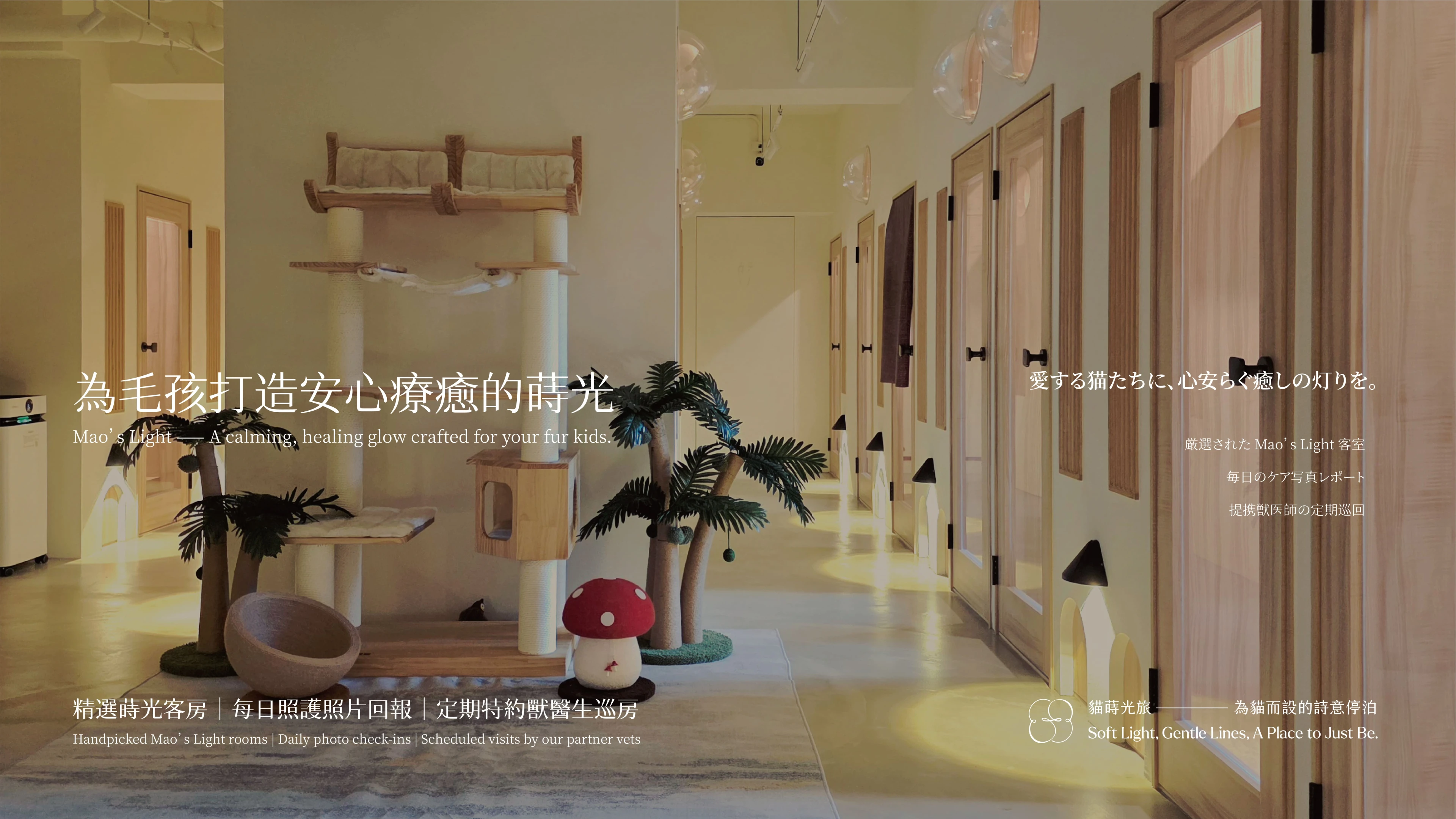 最新消息 - 貓蒔光旅Mao's Light - 新北林口六星級貓咪旅館/住宿