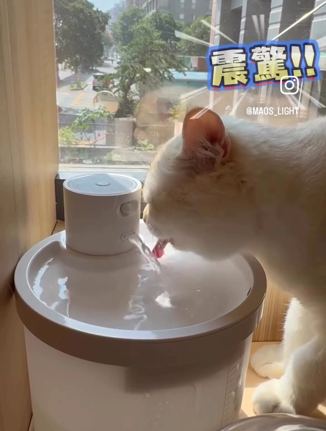 貓咪不愛喝水怎麼辦？ 放心，在這邊小寶貝們可愛喝的呢 - 貓蒔光旅Mao's Light - 新北林口六星級貓咪旅館/住宿
