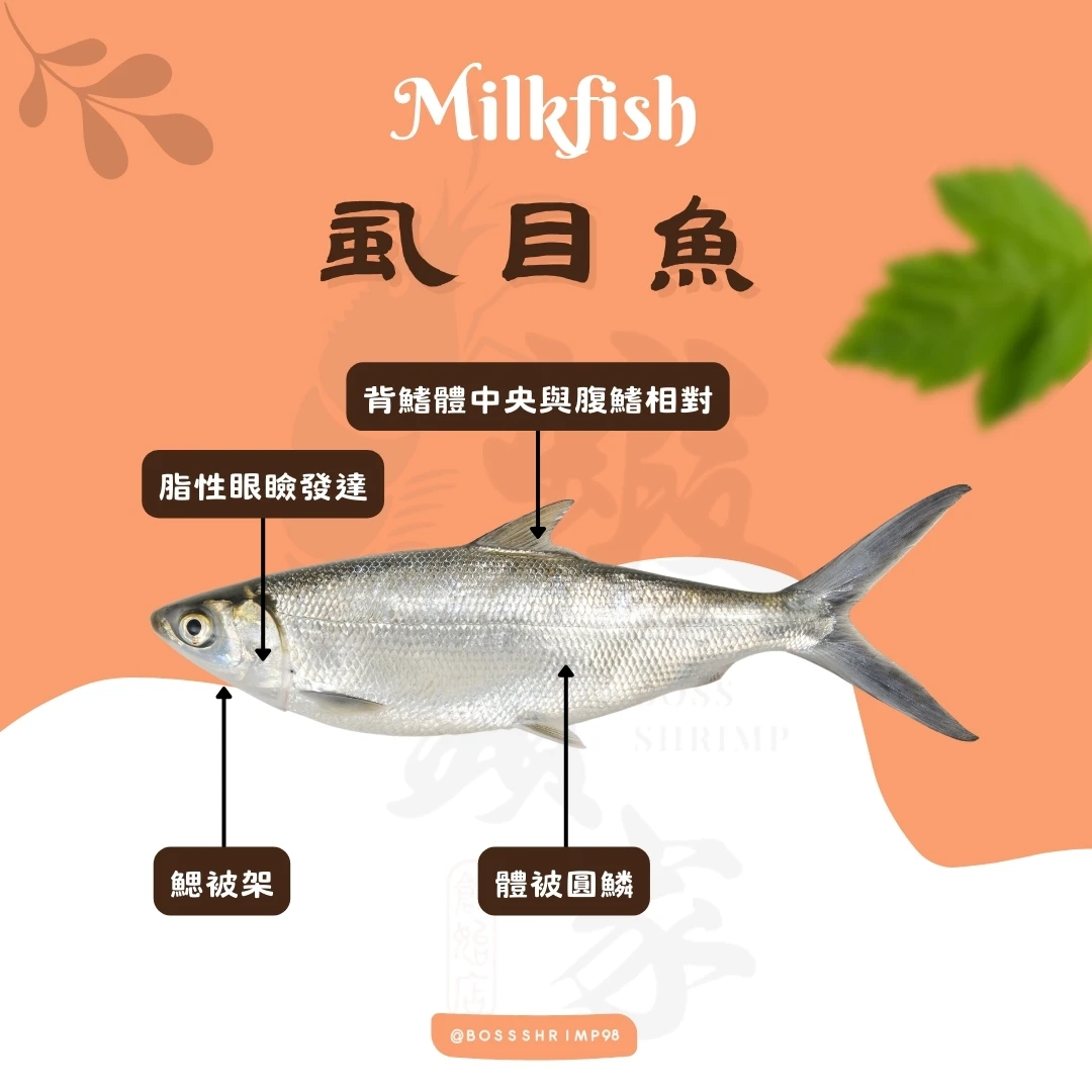 ➺今天讓我們來聊聊虱目魚吧！