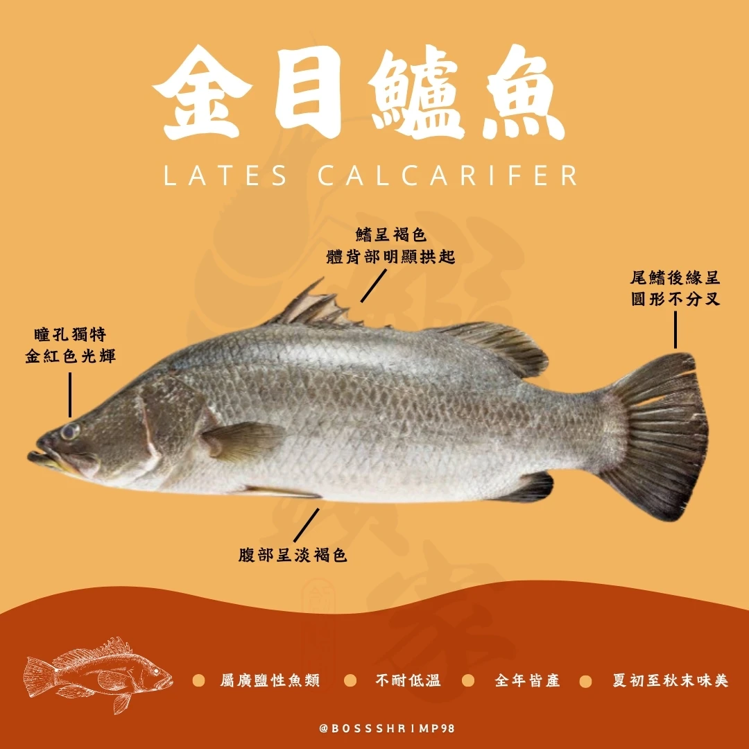 ➺ 關於《金目鱸魚》